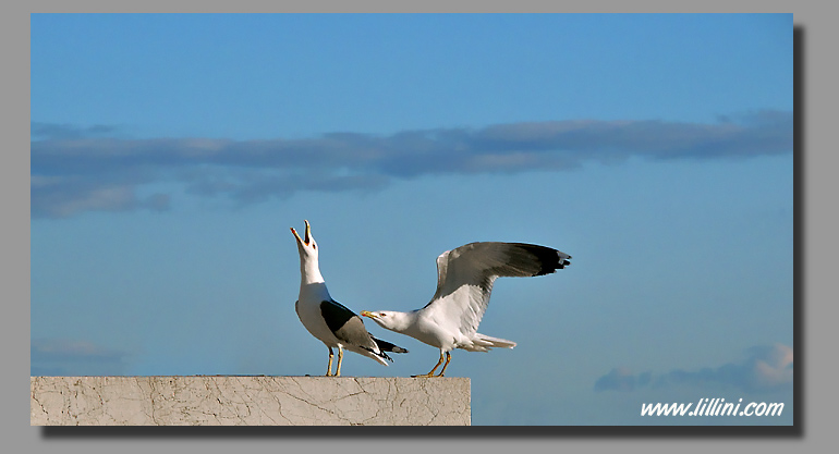 SEAGULL